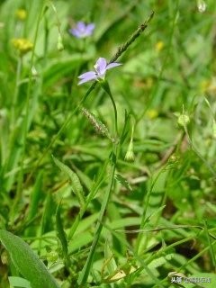 农村身边常见中草药不要错过这些宝贝！