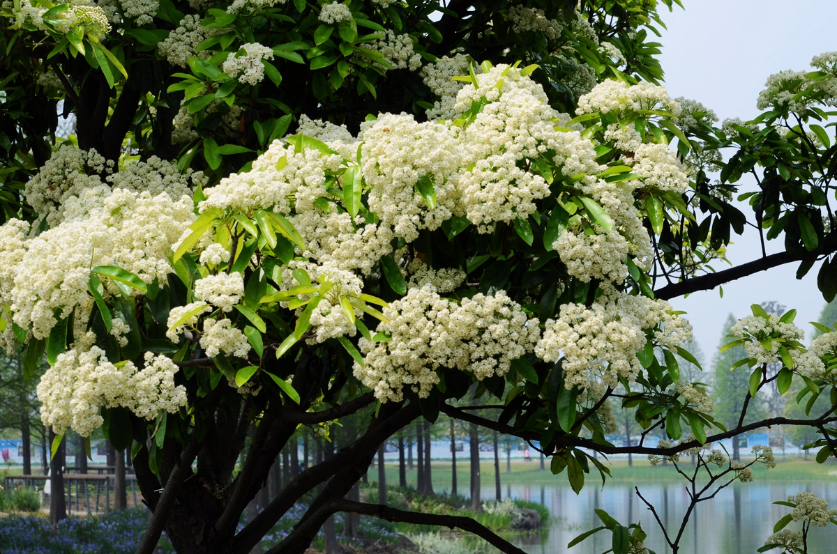 绿化石楠花,石楠花树的观赏价值和特点