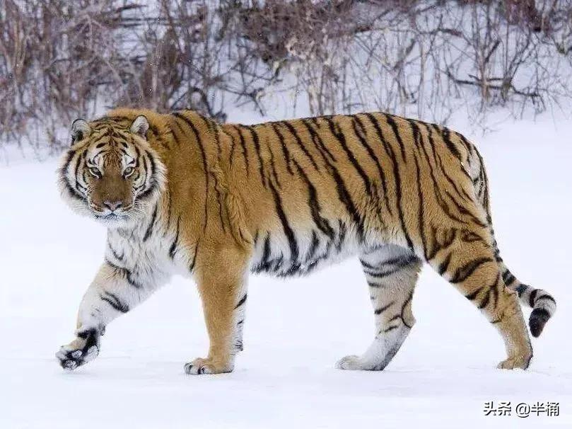 大猩猩和狮子老虎哪个厉害,为什么狮子老虎都不敢惹大猩猩