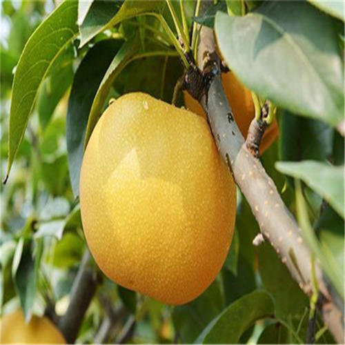 晚秋黄梨种植初次挂果几年,晚秋黄梨幼苗怎样管理