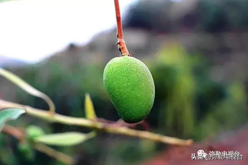 弥勒千亩西瓜熟了！黄心瓜、红心瓜、小香瓜…你喜欢哪种？