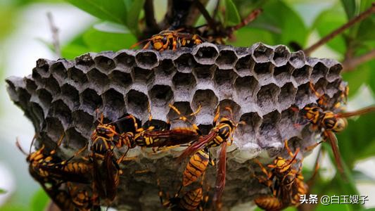 如何甩掉马蜂,遇上马蜂发狂的时候怎么办