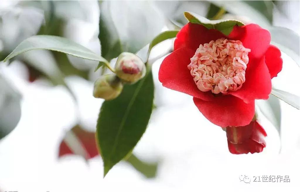 雨霖铃十二首原唱,朗诵经典作品雨霖铃