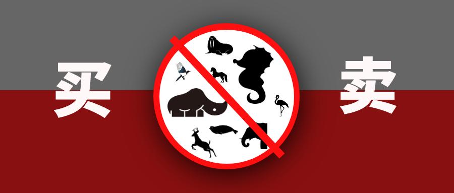 砗磲被哪些国家列为保护动物,砗磲象牙犀牛角