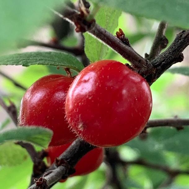 二十四节气立夏ppt课件免费,二十四节气立夏视频