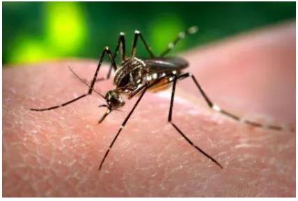 用什么土方法灭蚊子,有什么土办法灭蚊子