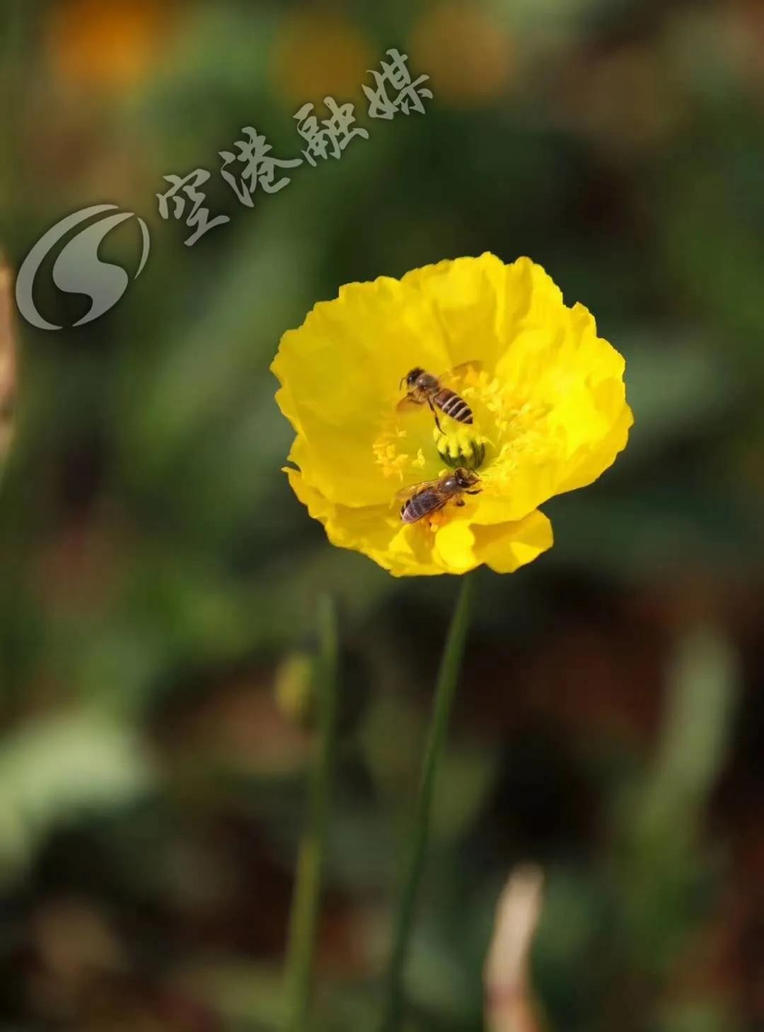空港花田今天收门票吗,空港花田19.9门票