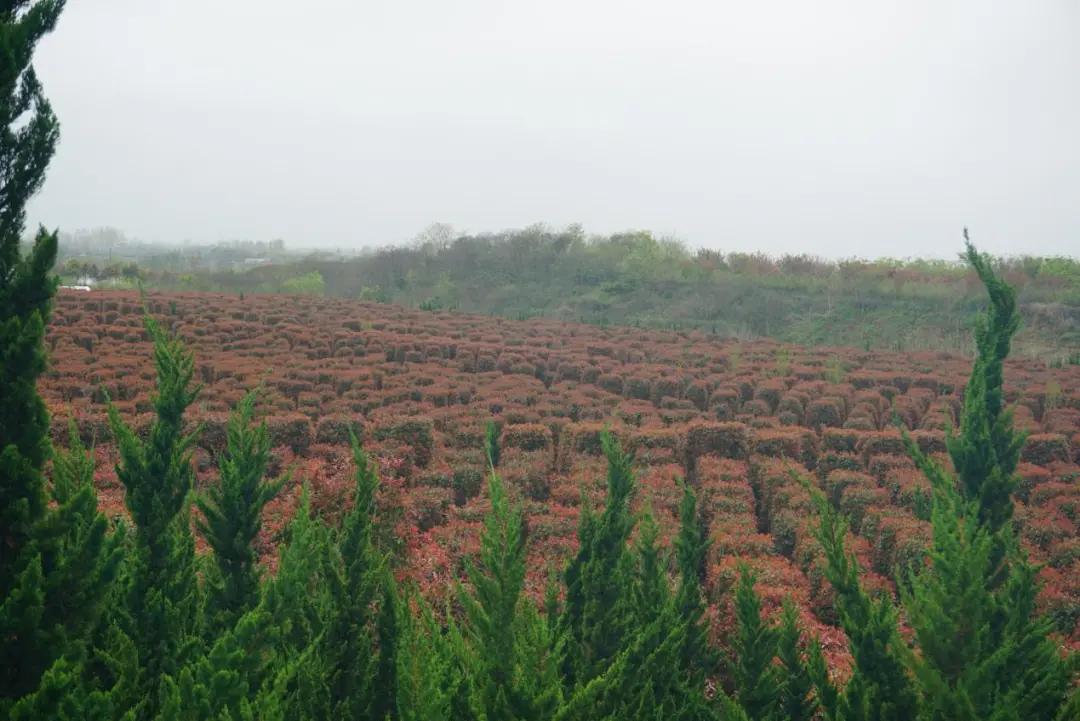 这名音乐老师种的红叶石楠，一棵卖了20000元