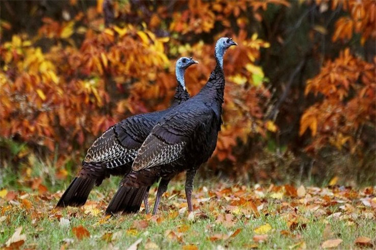 火鸡的养殖技术及方法,火鸡的养殖技术