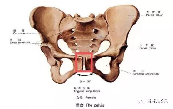 做骨盆修复是交智商税？