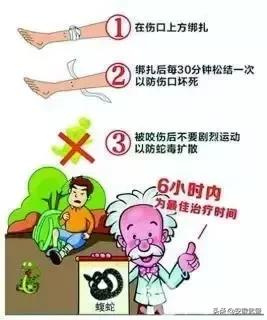 蛇在什么情况下才会主动攻击人,蛇会互相攻击吗