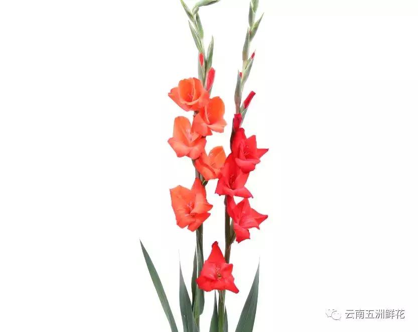 开花店需要购买什么花材,花店花材养护知识讲解稿