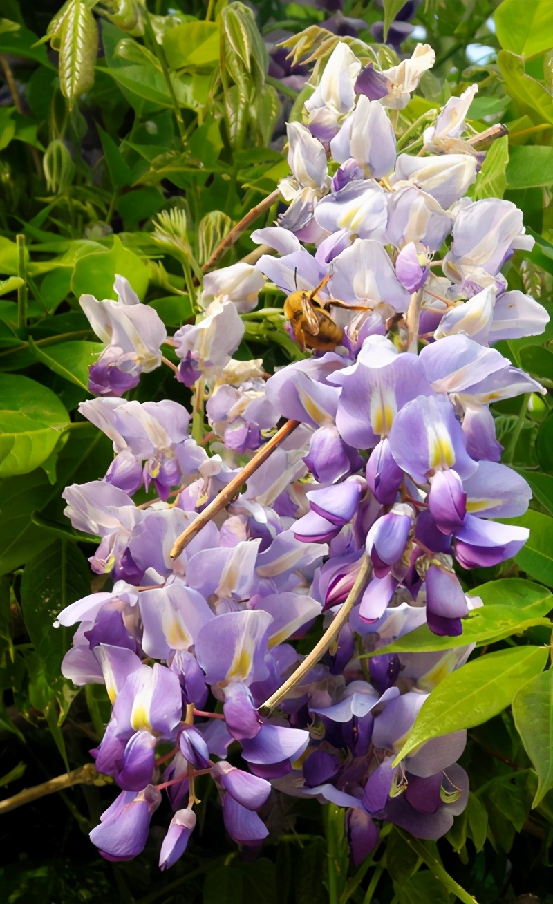 爬藤植物选择有很多，这些有特点的爬藤植物，看看哪些适合你家