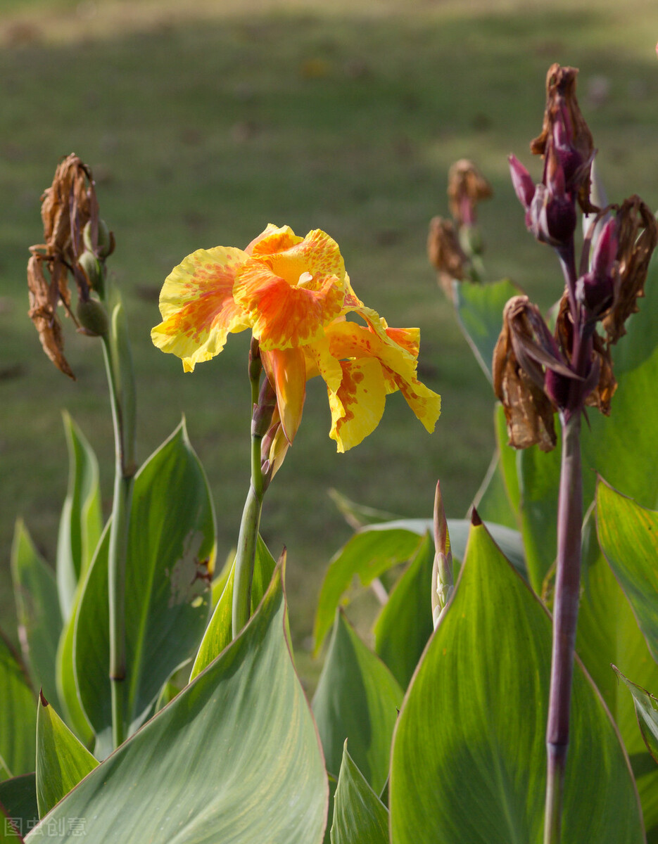 那些令人赞叹的庭院花卉,5种庭院生活方式的花卉