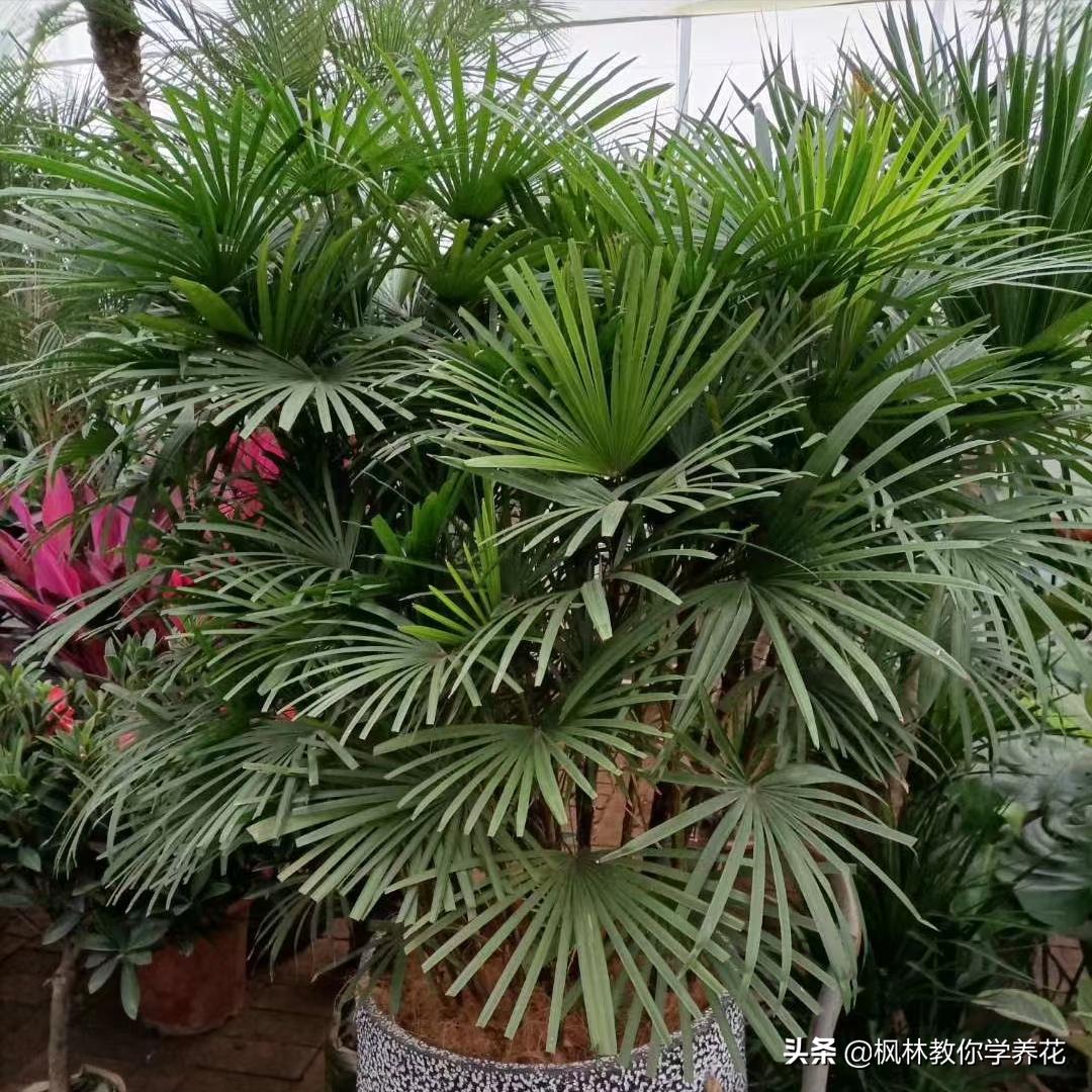 冬季常见花卉有哪些品种,无需刻意养护的花卉品种