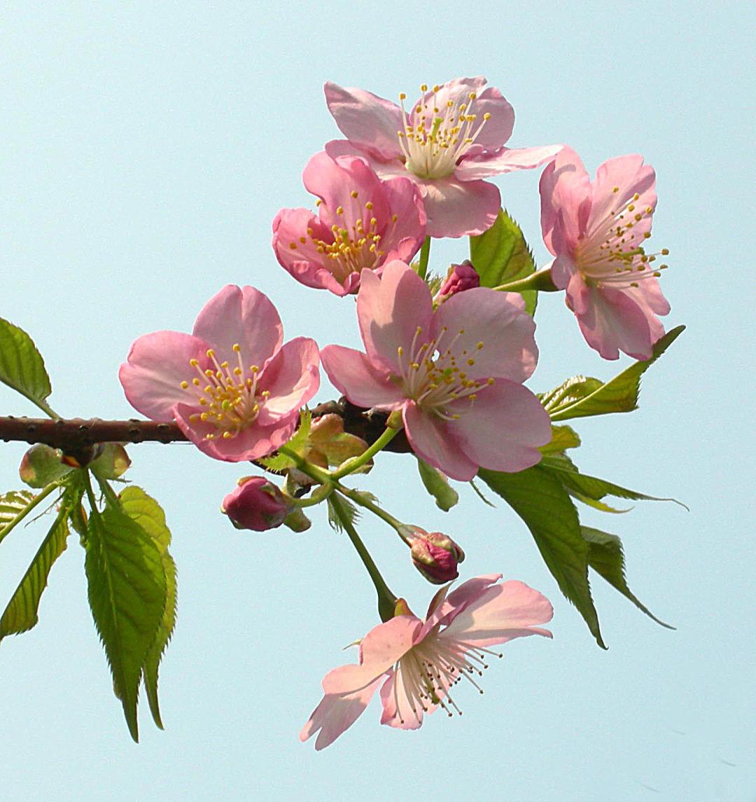 这份全国八大超美赏樱攻略,国内赏樱地盘点图片