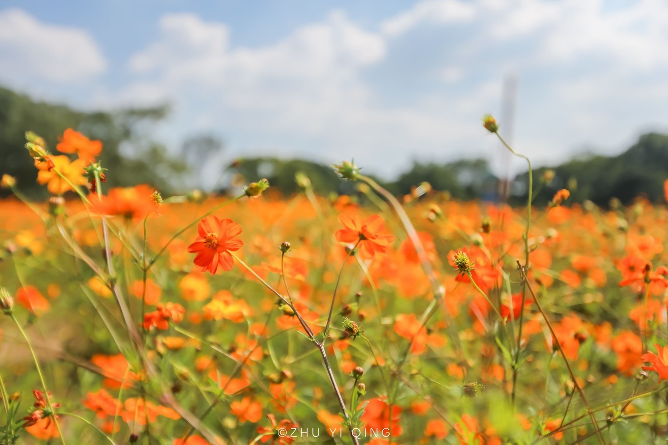 无锡梅园不只能赏梅，初秋近万亩百合花海盛放，小姐姐直呼太美了