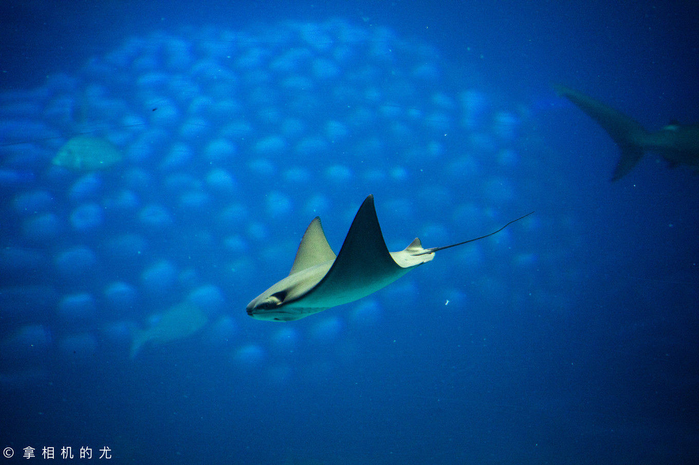 珠海横琴长隆海洋王国游玩全攻略,珠海长隆海洋王国跟香港海洋公园