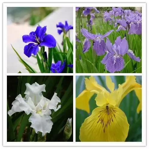 100种常见花卉资料大全,常见100种花卉介绍图片