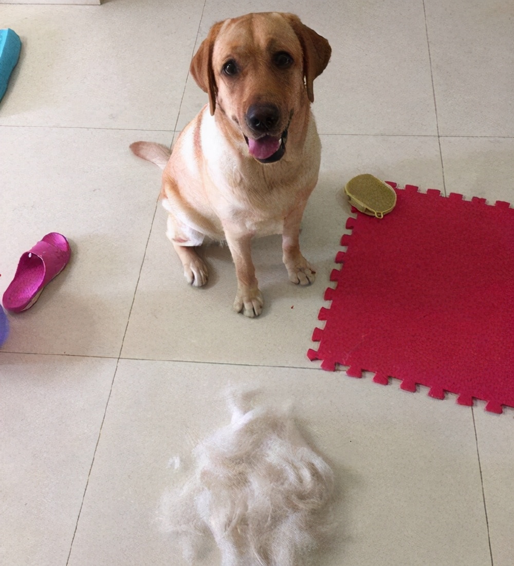 容易训练不容易掉毛易养的小型狗,最好养的狗又干净又不掉毛不咬人