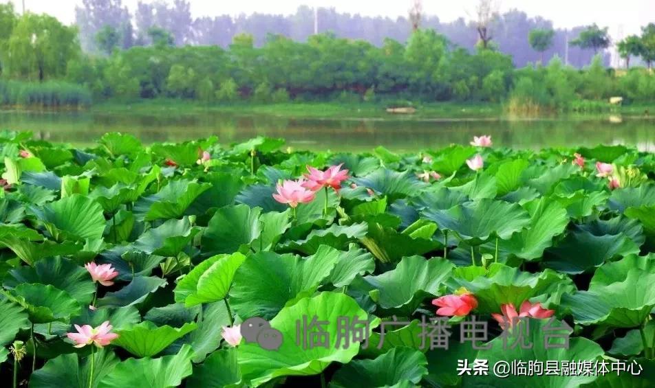 “绿满城乡·秀美临朐”系列报道（八）蒋峪镇篇：勇立潮头迎风起水墨蒋峪谱新篇