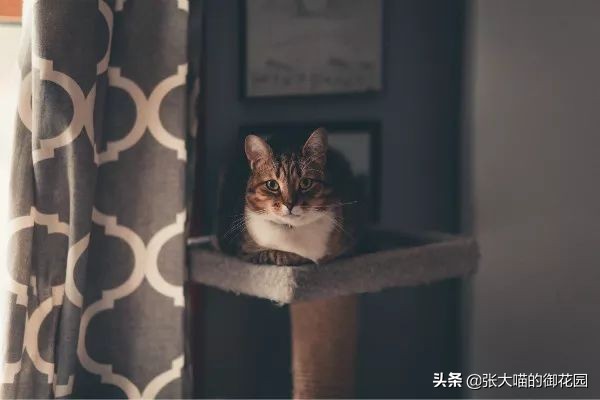 给猫咪绝育有多残忍,给猫咪绝育犯法吗