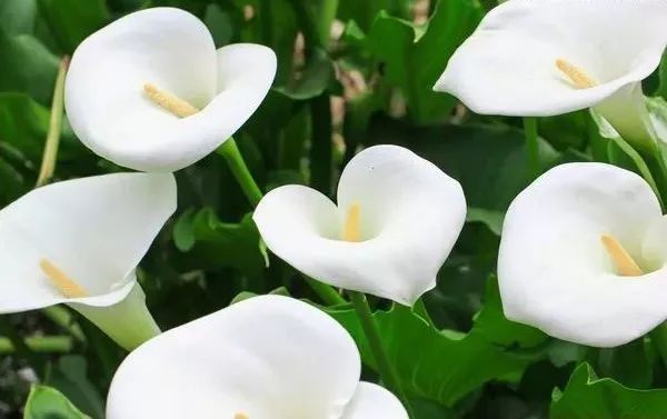 各国国花及花语英文,世界各国的国花资料