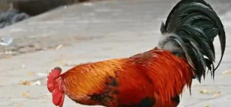 五毒蜈蚣为什么毒不倒公鸡,为什么五毒之一的蜈蚣会泡公鸡呢