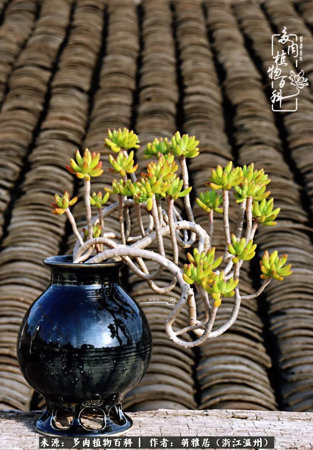 多肉最美的季节已来到,多肉最美的季节来临