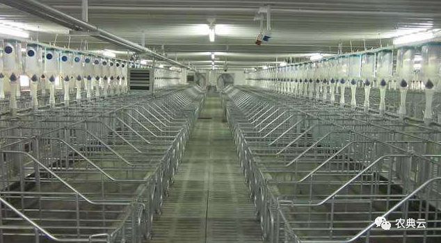 一个300头母猪的猪场建设,100头母猪猪场全自动建设