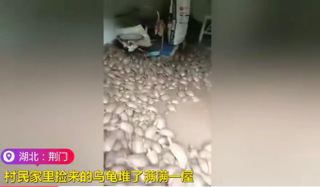洪水侵袭，湖北荆门稻田里乌龟密密麻麻，当地老乡:发财了