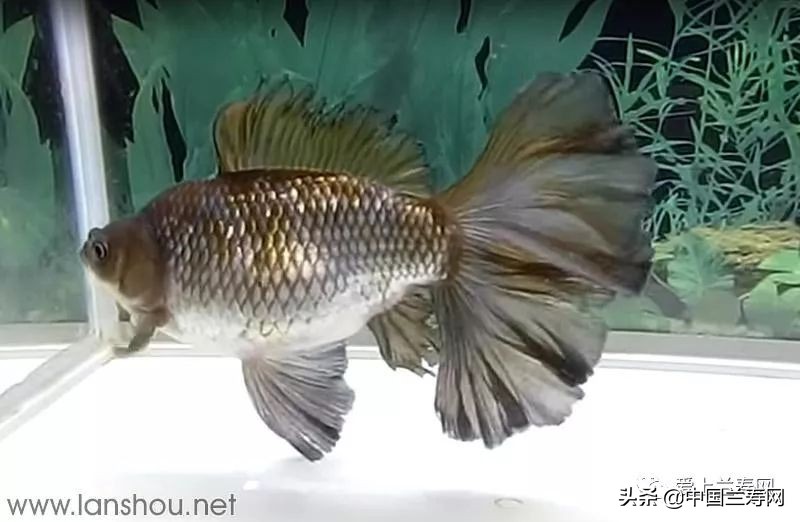 那些企图拿尾巴征服世界的金鱼们