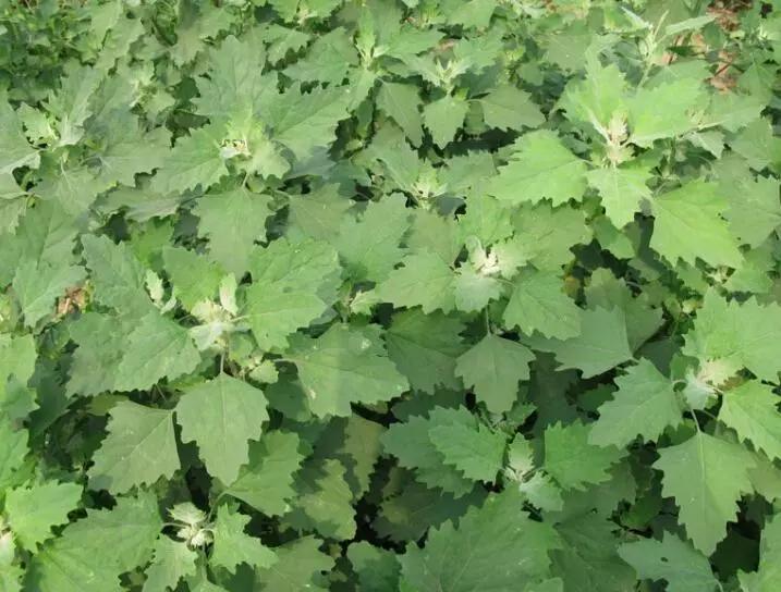 带你们认识这些野生草药,农村随处可见的几种野生中草药