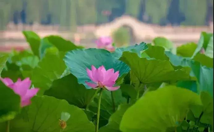 中国著名赏荷胜地,中国最著名的十大赏荷地