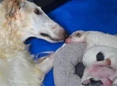 短腿柯基跟长腿柯基,鼻子很高的柯基