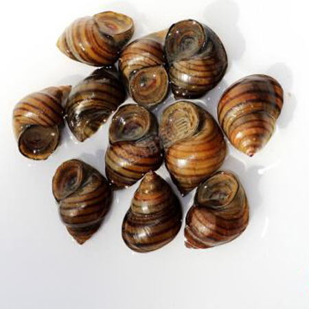 水库钓青鱼手竿线组,5.4手竿钓青鱼怎么调漂