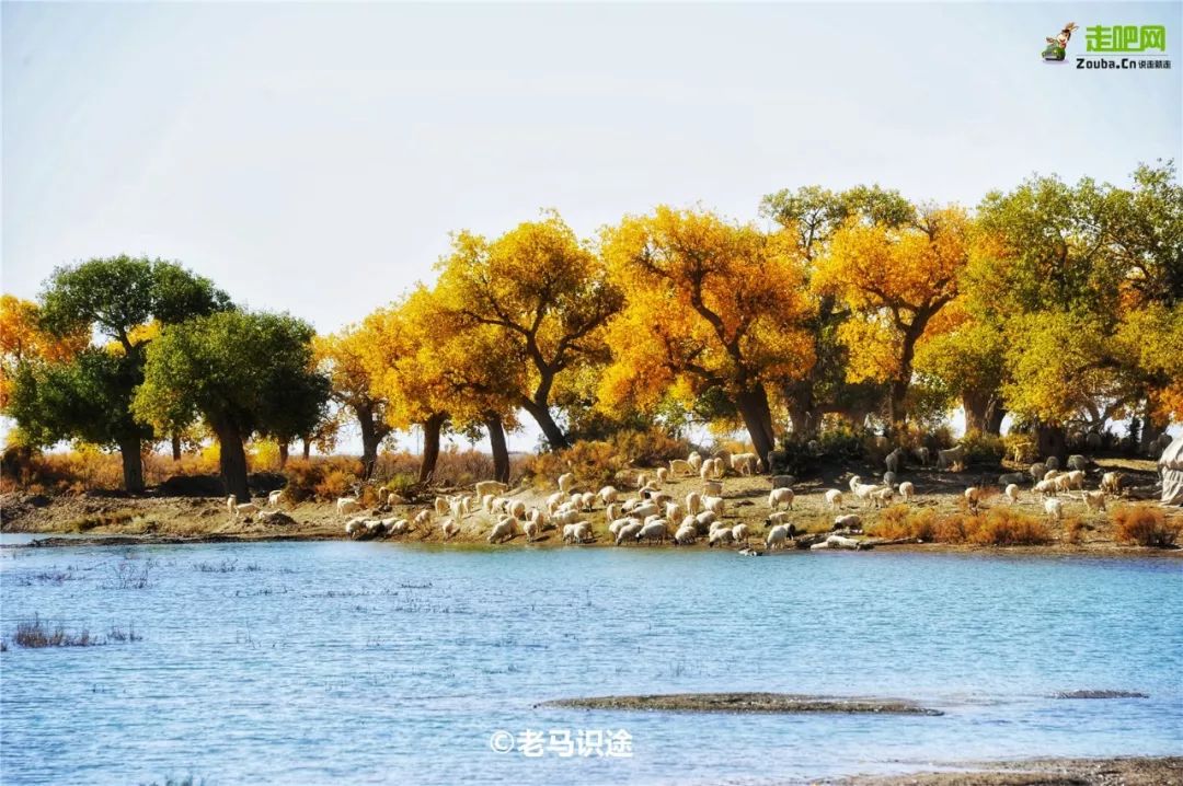 额济纳胡杨林自驾游详细攻略,宝鸡自驾往额济纳胡杨林攻略
