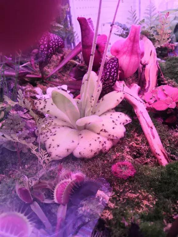 老花匠透露养花秘方,老花匠养花技术视频