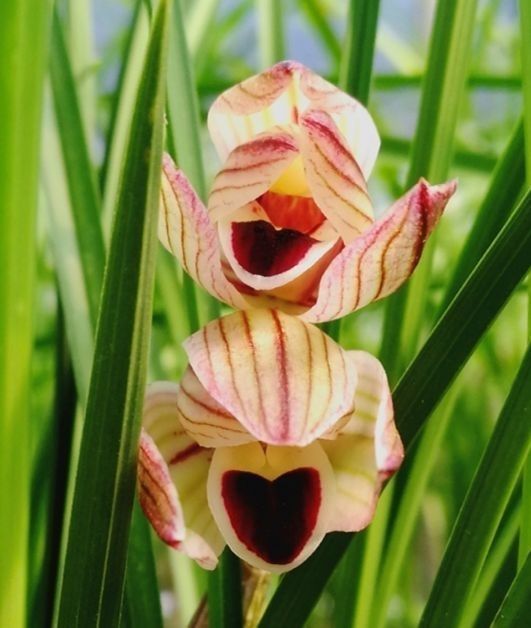 2023莲瓣兰心心相印什么价格,2020年莲瓣兰心心相印价格