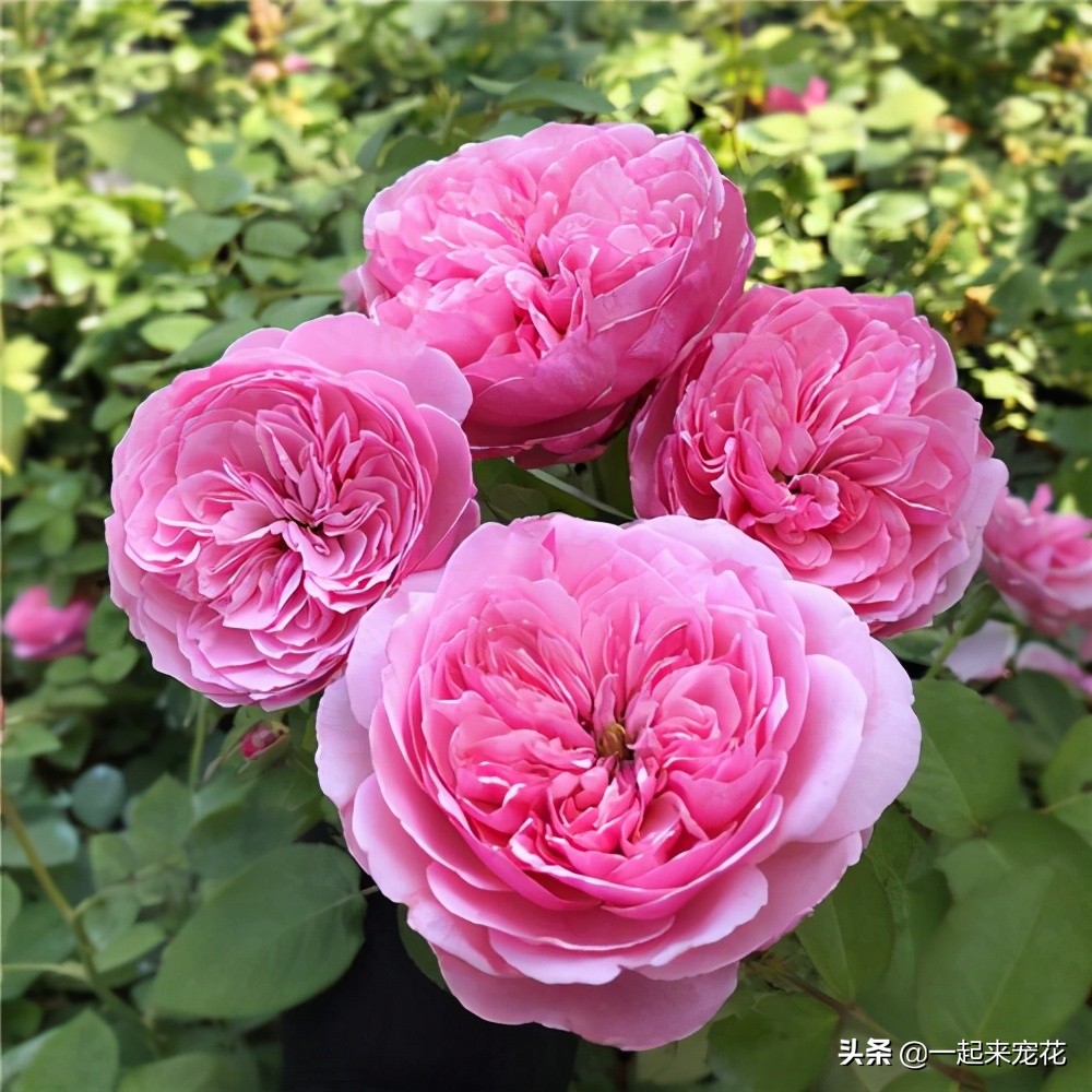 不容错过的花卉盛宴,不可错过的月季