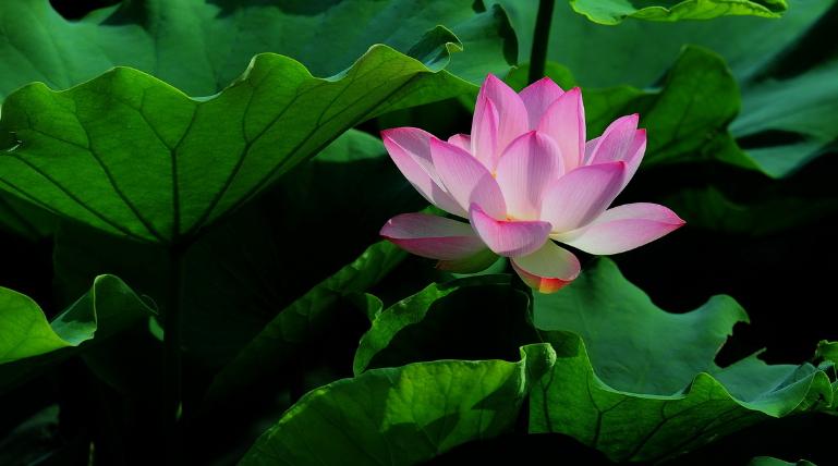 荷叶泡水喝能降脂和降压吗,荷叶和什么泡水喝减肥降脂最有效