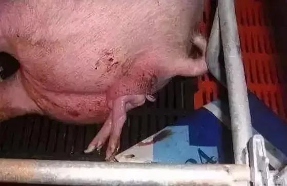 母猪难产的原因及解决方法,面对分娩如何应对焦虑