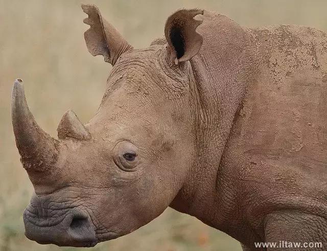 犀牛奇蹄目犀科动物,犀牛体格威猛是一种珍贵动物