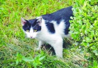 下班回家突然发现猫不见了,下班回家发现猫咪没精神