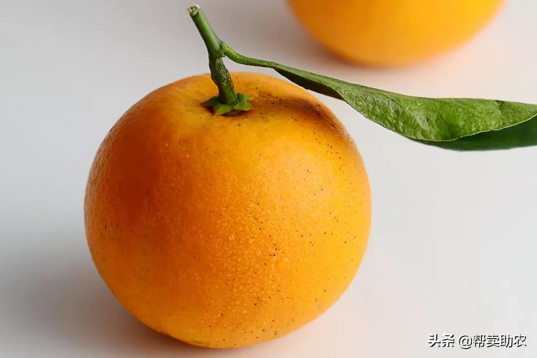 袁隆平摘冰糖橙,袁隆平到麻阳为冰糖橙提名