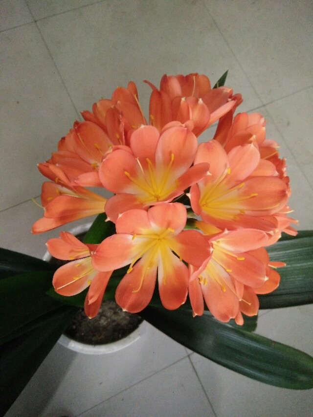 四季开花的君子兰有什么品种,君子兰花卉哪个品种最好