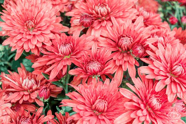 深圳吃喝玩乐两日游推荐,深圳周边游吃喝一日游推荐