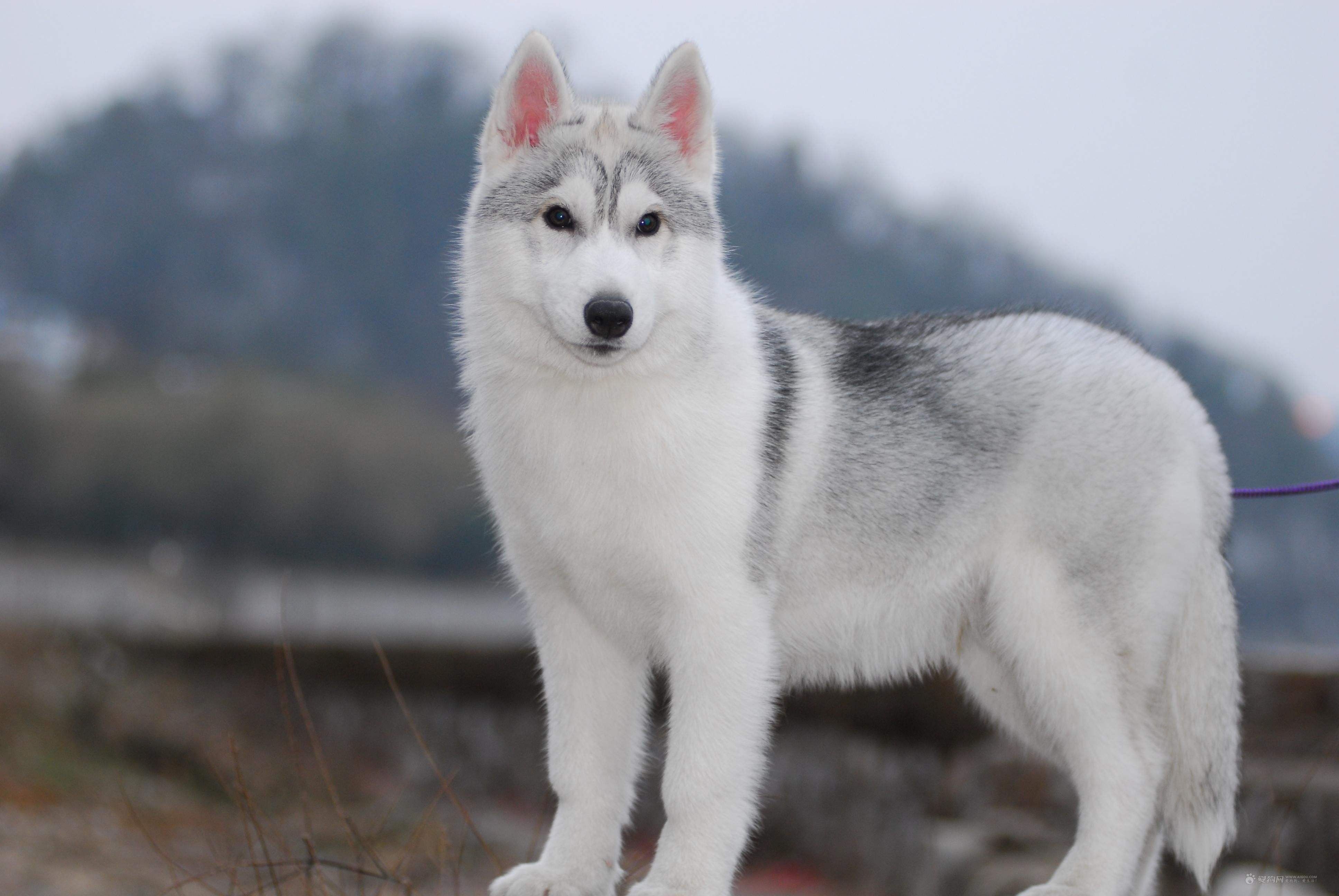 大宠爱哈士奇新手宠主必看攻略,怎么养哈士奇新手入门