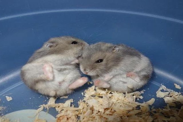 调皮仓鼠爱磨牙，化身磨粉机器，一晚上磨出半盆鼠粮粉