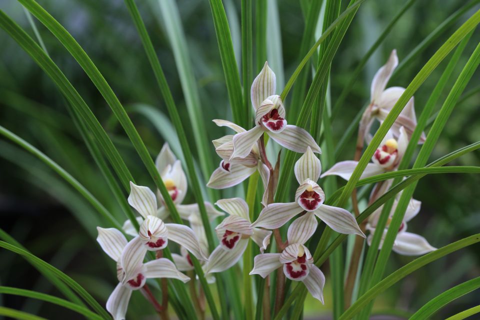 莲瓣兰五彩蝶品种简介,莲瓣兰大雪素有几个品种